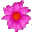 pink daisy