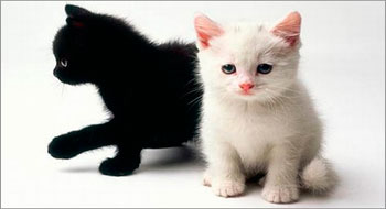 Black and white cats