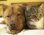 Dog and Cat