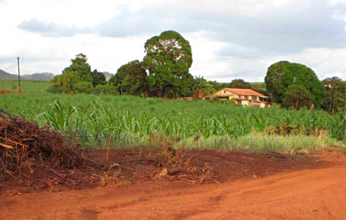 HAWAII SUGAR CANE FIELD AND PLANTATION HOUSE