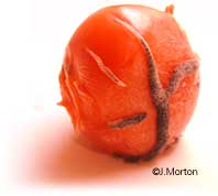 Evil Tomato - Germ warfare - bacteria on tomato