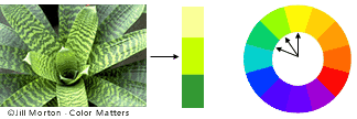 Example of an anaologous color harmony
