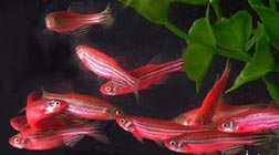 Glow Fish - Red