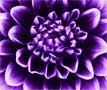 Purple flower