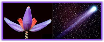 Purple flower & purple electromagnetic energy