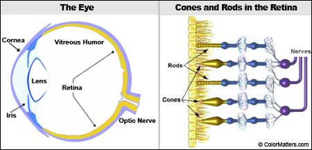 Look Inside The Eye