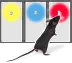 test for color vision for mice