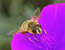 bee and flower