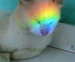 Cat and Rainbow - Εγγραφείτε στο ενημερωτικό δελτίο Color Matters