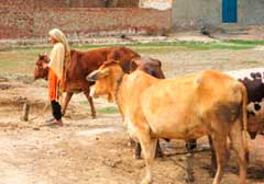 brown field and cattle