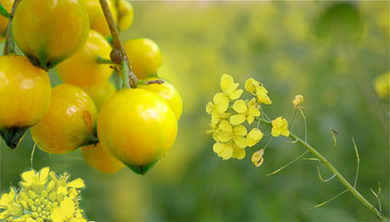 Yellow fruit and flowers