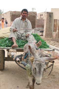Donkey cart and fresh produce