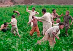 Boys playing in the field 
