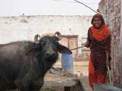 Water buffalo and woman