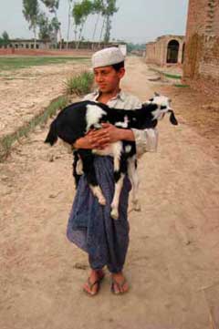 Boy and goat